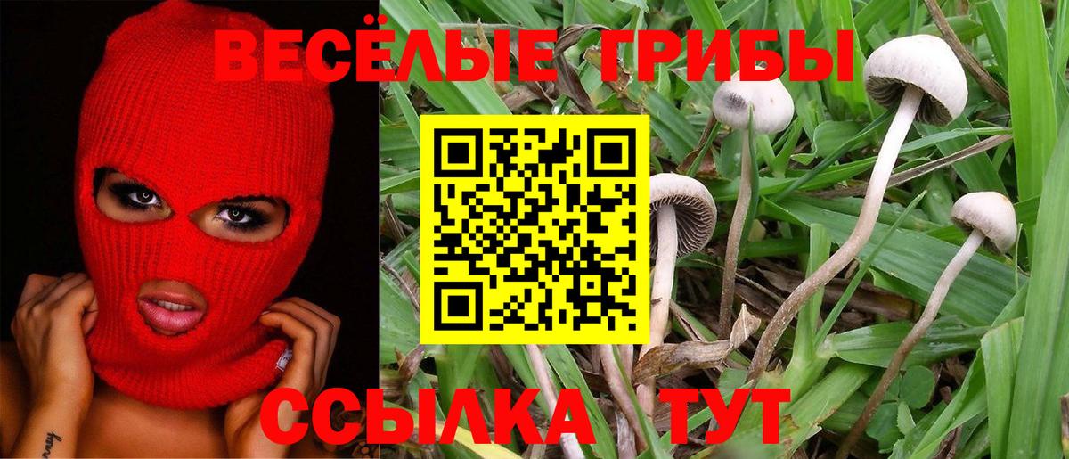 Псилоцибиновые грибы Cubensis  Вход с VPN  Сунжа  Псилоцибиновые грибы Psilocybe 